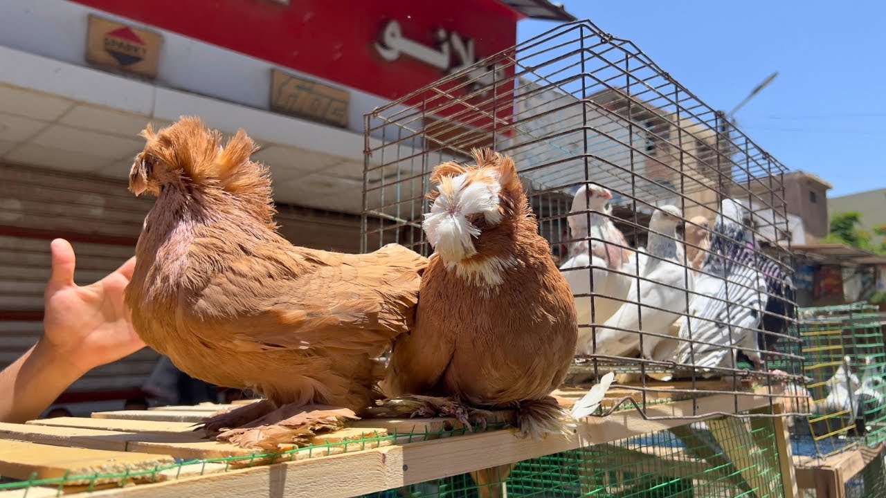 سوق الحمام في دمياط انهارده بالأسعار