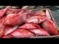 Belanja ikan kakap merah yang baru keluar dari perahu nelayan