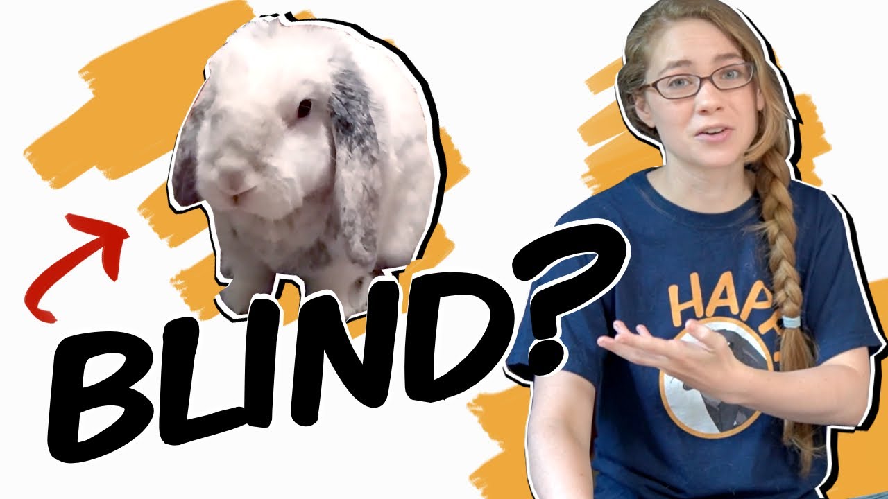 Helping Blind Rabbits Stay Active
