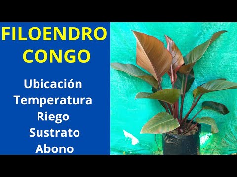 Video: ¿Qué es una flor de cacatúa del Congo? Aprenda sobre el cuidado de la cacatúa del Congo