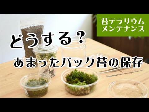 簡単!苔テラリウムづくりで余った苔の保存方法【苔テラリウム育て方&メンテナンス#05】 簡単!苔テラリウムづくりで余った苔の保存方法【苔テラリウム育て方&メンテナンス#05】