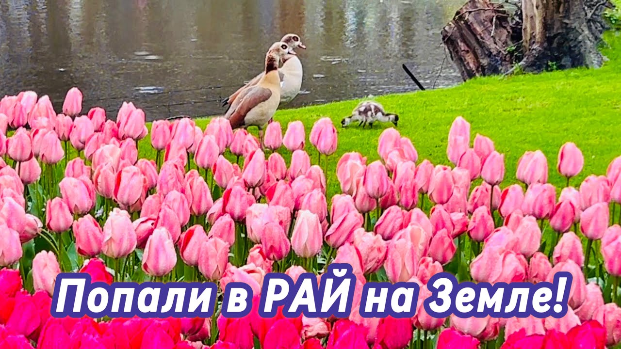 РАЙ на Земле | Самый КРАСИВЫЙ весенний парк в МИРЕ!!!| Кёкенхоф’2024 | Часть 1