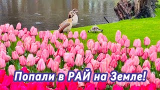 РАЙ на Земле | Самый КРАСИВЫЙ весенний парк в МИРЕ!!!| Кёкенхоф’2024 | Часть 1