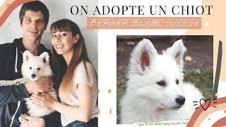 On adopte un chiot | Berger blanc suisse