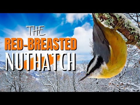 Vídeo: Por que as nuthatches são chamadas de nuthatches?