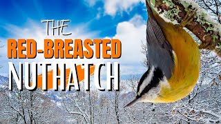 The Red-breasted Nuthatch | Adorable, Fun and Vocal thumbnail
