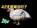 42天就能出栏？全机械化鸡棚竟然存在致命缺陷？专家一招解决白羽鸡受寒问题，花小钱，办大事儿！|「田园帮帮团」20240128