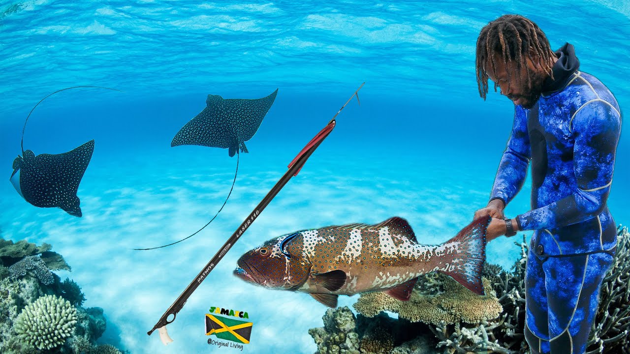 I came across two Eagle Rays mating | My friend speared big Coral Trout - Spearfishing Adventure