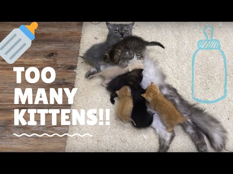 too-many-kittens-trying-to-nurse