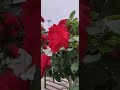 Nothing's gonna change my Love for you | Jerusalem|Israel|Suby babyz