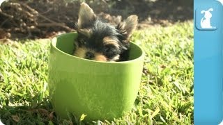 Yorkie Puppies in Teacups Resimi