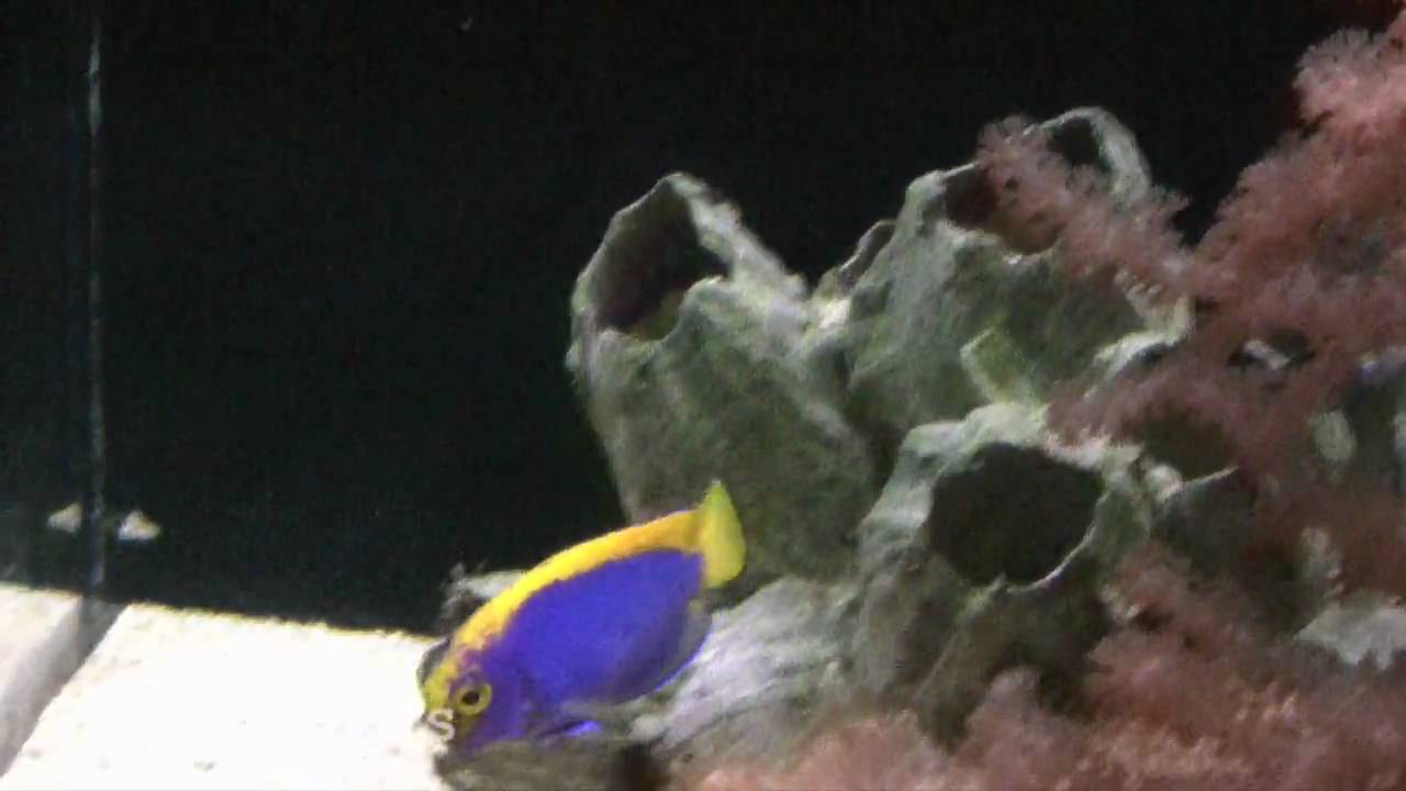Captive raised Centropyge resplendens