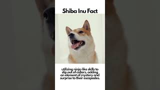 Shiba Inu Facts #shibainu #facts #dogs