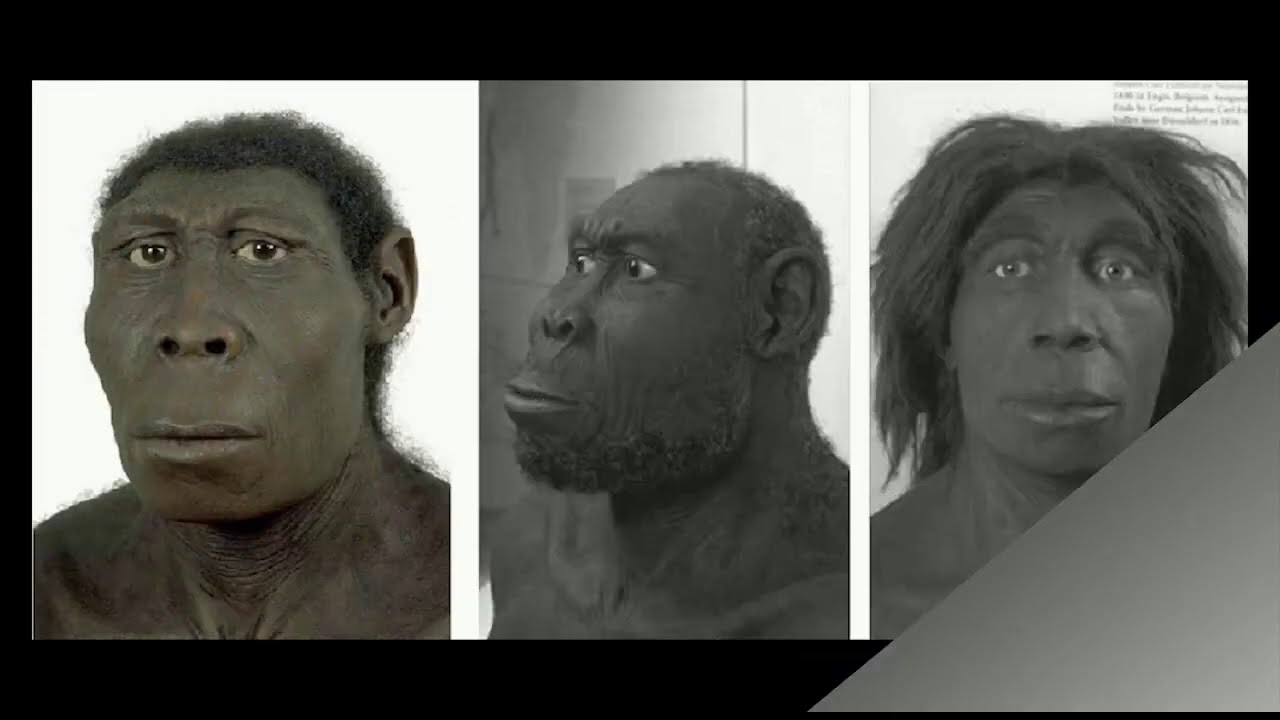Человек 1 млн лет назад. Хомо сапиенс человек разумный. Неандерталец и хомо сапиенс. Род хомо сапиенс. Питекантроп неандерталец сапиенс.