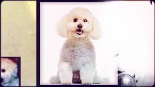 Bichon Frise Temperament by Mark Mendoza - Dog Training Tips 399 views 5 years ago 1 minute, 4 seconds