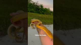 A MASSIVE Yellow Rat Snake!