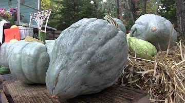 Is there such a thing as a blue pumpkin?