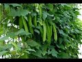 How to grow winged bean