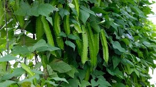 How to grow winged bean