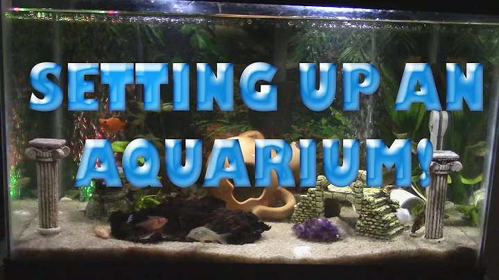 HOW TO SET UP A FRESH WATER AQUARIUM (101 Everything you need to know)  -Pet Adventures