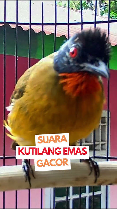 Suara Pikat Kutilang Emas