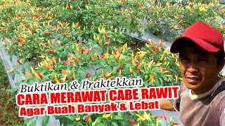 Perhatikan‼️ Jangan Abaikan Perawatan ini, Agar Cabe Berbuah Banyak & Lebat