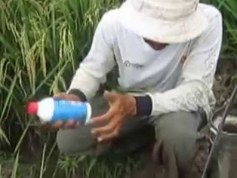 pembasmi tikus dan burung AMBASADOR pembasmi tikus dan burung AMBASADOR