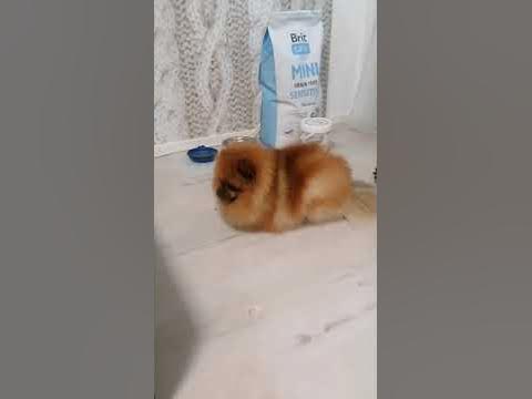 Пароксизмальная дискинезия у шпица / Paroxysmal dyskinesia in dog - YouTube