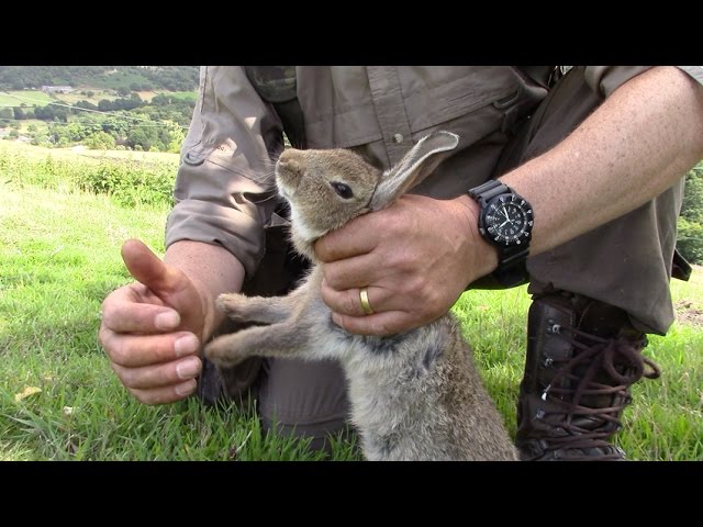 3 Methods to Humanely Dispatch a Rabbit