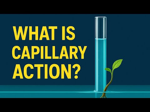 What Is a Capillary Action? | Definition, Examples, and How It Works in Water & Plants