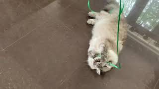 Siberian cat plays with ribbon by Aegon Cat 1,451 views 2 years ago 1 minute, 49 seconds