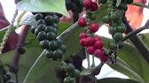 How to Grow Black Pepper (Piper nigrum) - YouTube