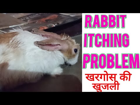खरगोश की खुजली की समस्या का इलाज (खुजली) खरगोश के लिए खुजली का समाधान