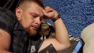 An owl and a lazy Artyom are sitting on the Internet. Little Owl Evilshine also wants a tik-tok!