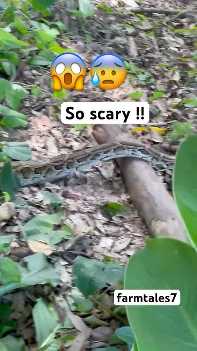 Most scary python 😱😱 #youtube #short #shortsfeed #trending #reptiles # ...