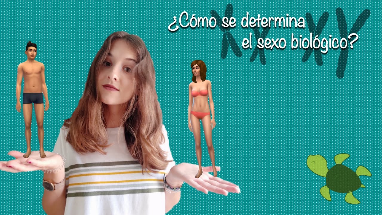 ¿Cómo se DETERMINA el SEXO BIOLÓGICO? La FUNCIÓN de los CROMOSOMAS YouTube ¿Cómo se DETERMINA el SEXO BIOLÓGICO? La FUNCIÓN de los CROMOSOMAS YouTube