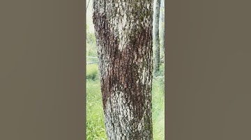 Thumbnail of Ash Trees #ashtrees