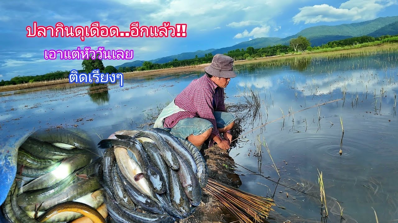 เอาอีกเเล้วเดือดแต่หัววัน ใส่เบ็ดเหยื่อเขียดติดเรียงๆงัดไป 20+หมานสุดๆ