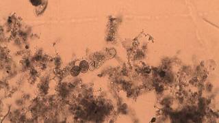 A Tardigrade is Born!