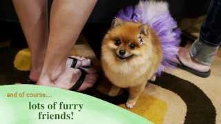 Details BlogPaws 2014 Pet Blogger Conference on Lake Las Vegas Guide