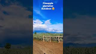 Pineapple Plantation in Bukidnon PH.