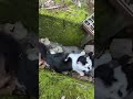 【わっ‼️危ない⚠️】溝に😱🙀#けいきち日記 #保護猫 #散歩#shorts ケガは無かったです。