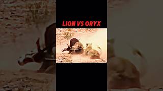 Lion Vs Oryx