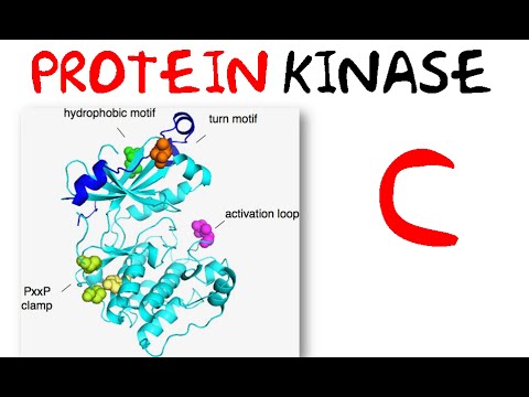 Video: Profilering Av Interaktomet Til Proteinkinase C Med Proteomikk Og Bioinformatikk
