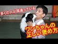 多くの人が間違っているワンちゃんの正しい褒め方 犬のトレーニング しつけ