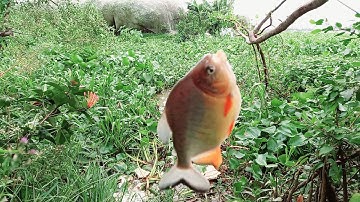 Câu cá thiên nhiên cá chim cá rô cá dảnh mè vinh tìm kiếm thức ăn những ngày covid 19