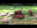 Redbone Coonhound Dog Breed Info