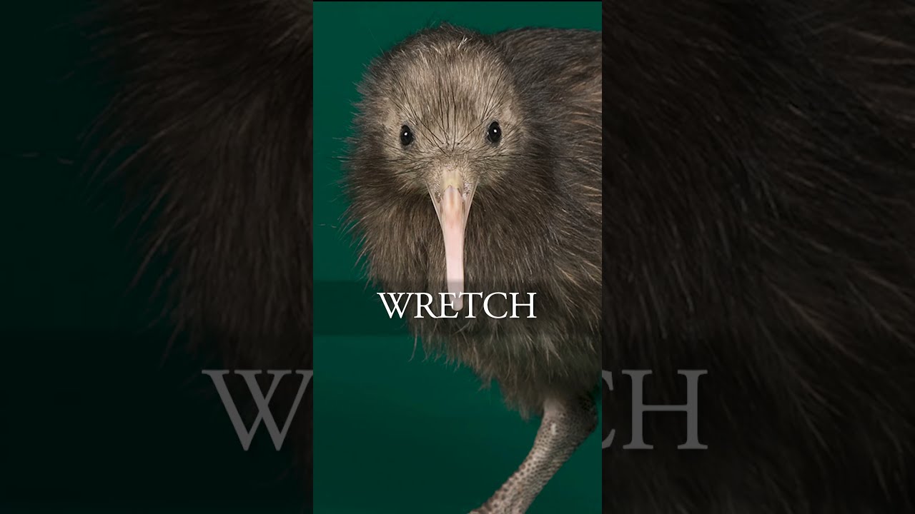 This Bird S Build Is AWFUL