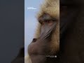 Vicious showdown between gelada brothers | Smithsonian Channel #Shorts