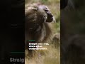 Vicious showdown between gelada brothers | Smithsonian Channel #Shorts